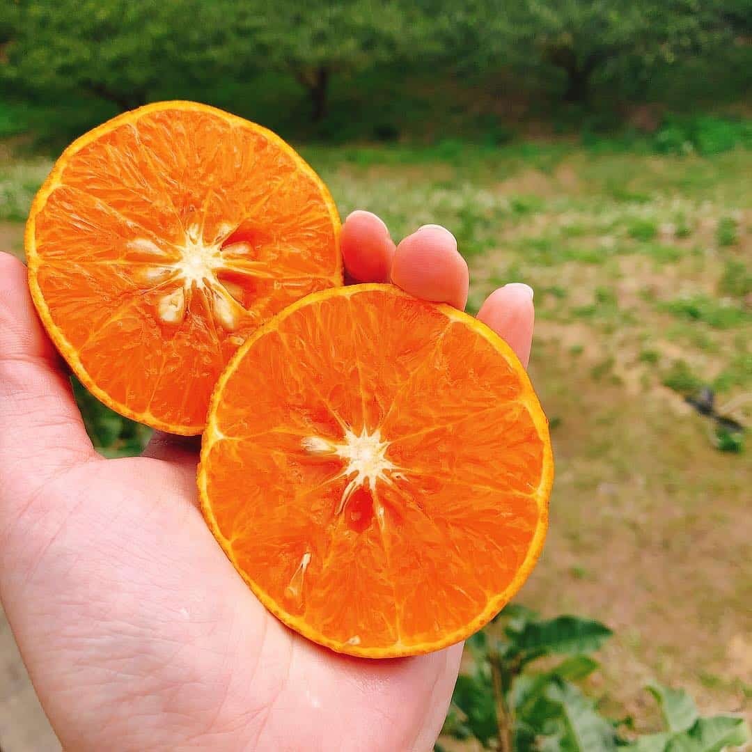 橘子剖面