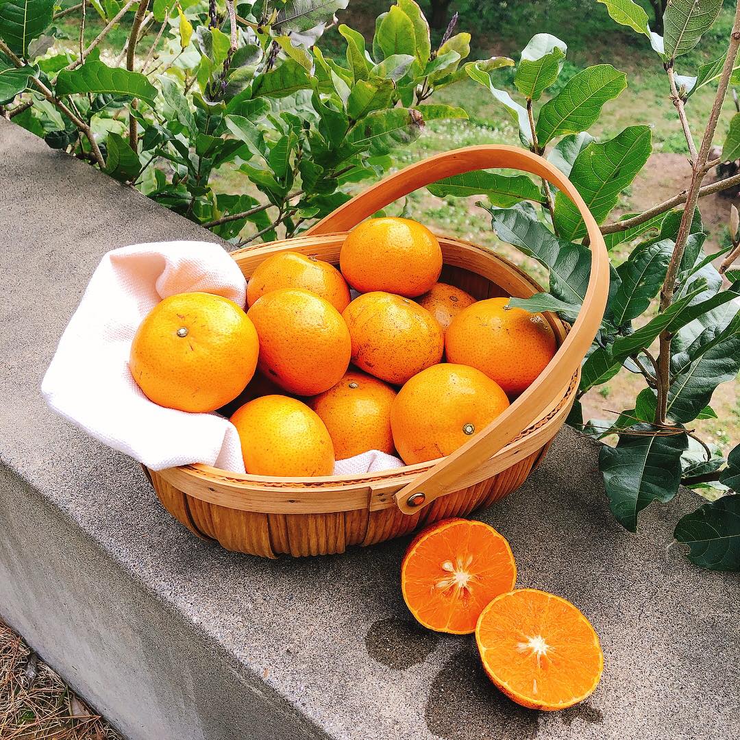 豐收的橘子